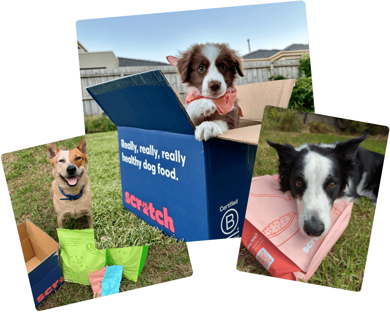 3 very cute dogs